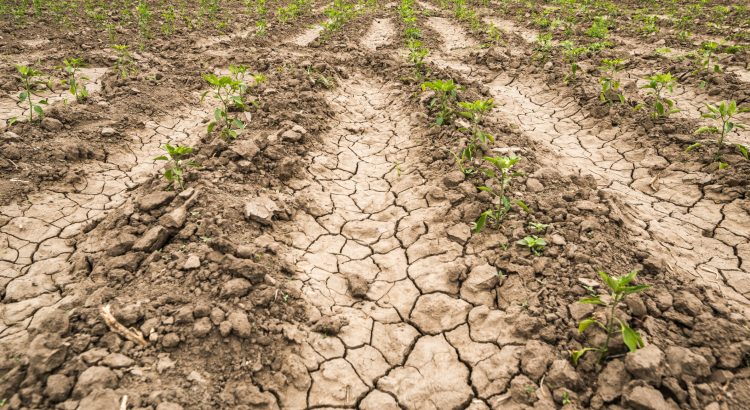 El 91% de su territorio registra sequía