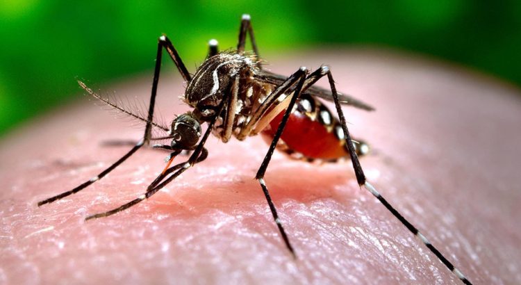 Incrementa el número de casos de dengue
