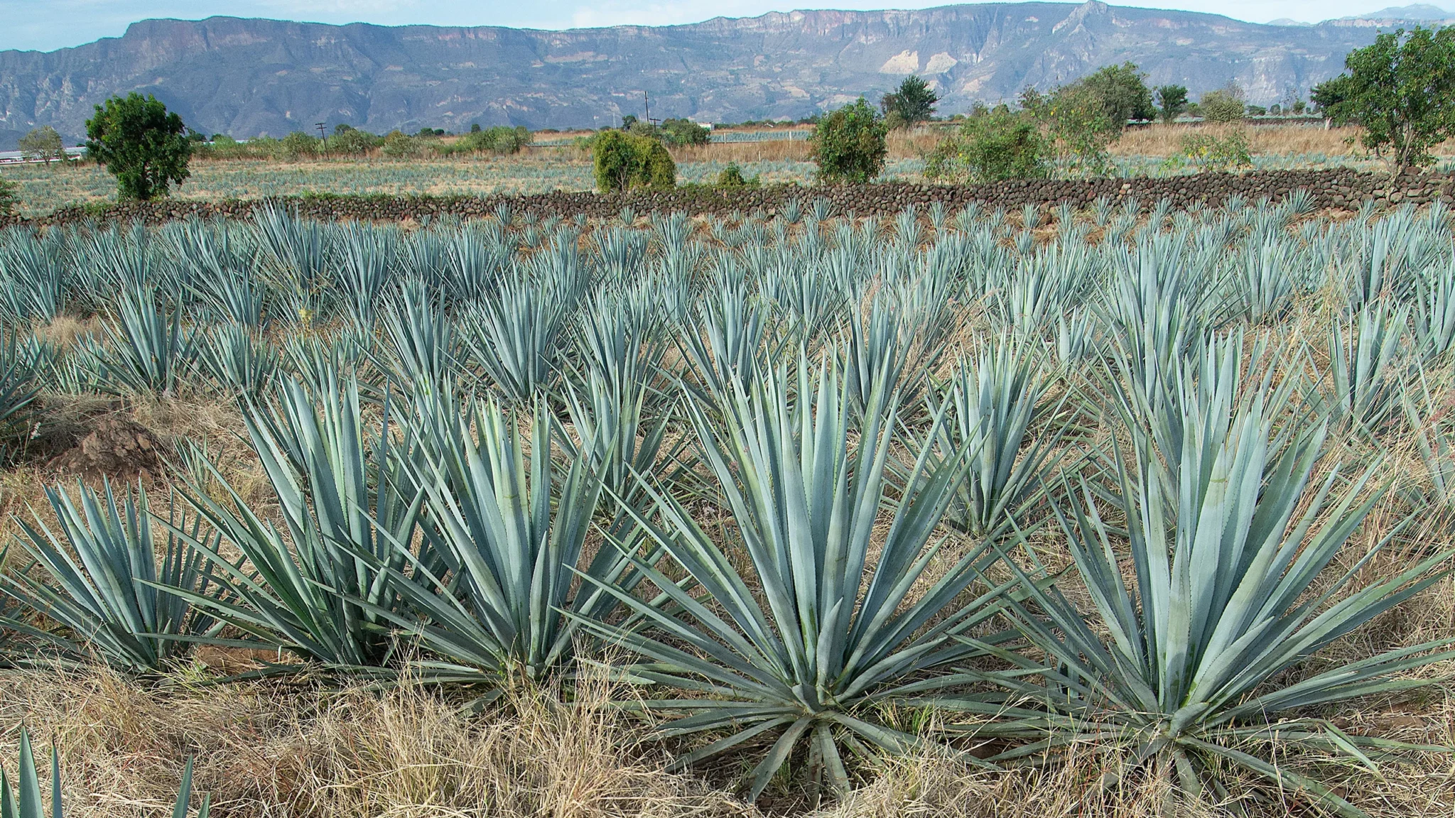 Agaveros del sur de Zacatecas piden declarar emergencia económica por colapso en precios