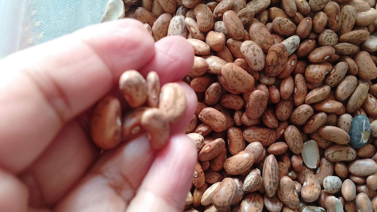 Cuestionan precio de 16 pesos por kilo de frijol en ampliación de programa